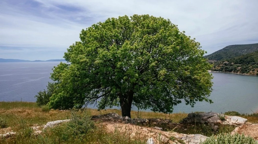 Menderes ev, ofis ve yazlık temizlik şirketi hizmeti